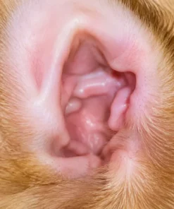Alisanda Dog Ear Cleansing & Comfort Drops